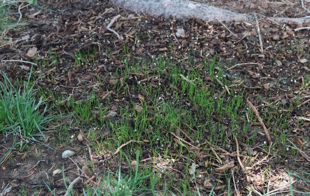 アメリカの芝の種をまくと10日〜2週間で芽が出てきました．