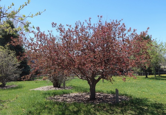 Crabapple クラブアップルの木 -アメリカの木