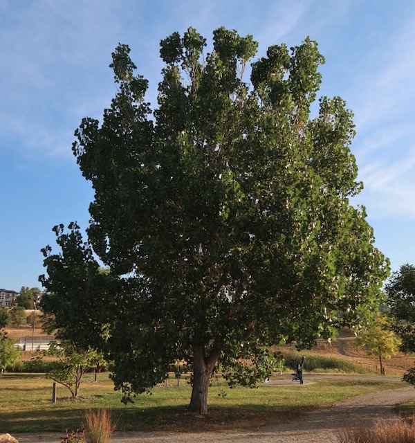 Jeronimus Plains Cottonwood アメリカの木
