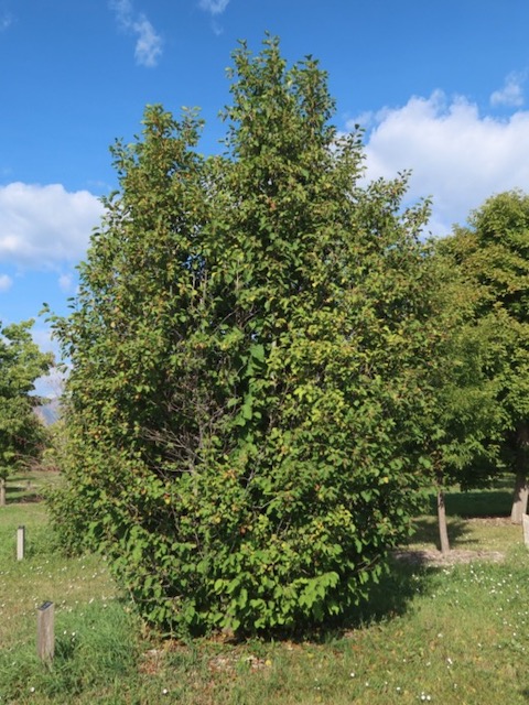 Alder ハンノキ thinleaf alder -アメリカの木
