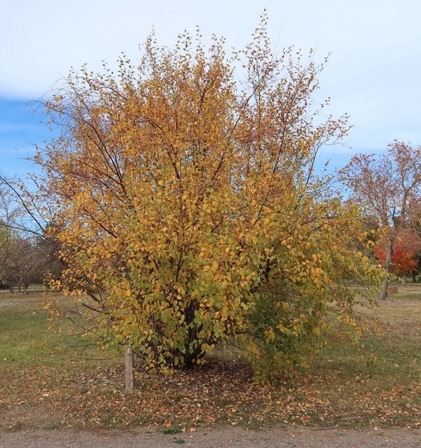 Birch カバノキ 白樺 western river birch -アメリカの木