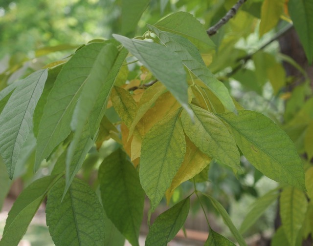 Ash  トネリコ の黄葉・紅葉  -アメリカの木