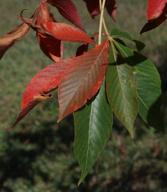 Autumn Splendor Buckeye トチの木 トチノキの葉　-アメリカの木