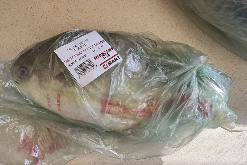 Golden Pompano ポンパノ マルコバン