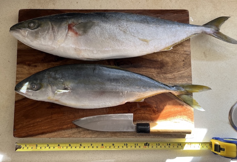 Amberjack Yellowtail, H Mart, USA