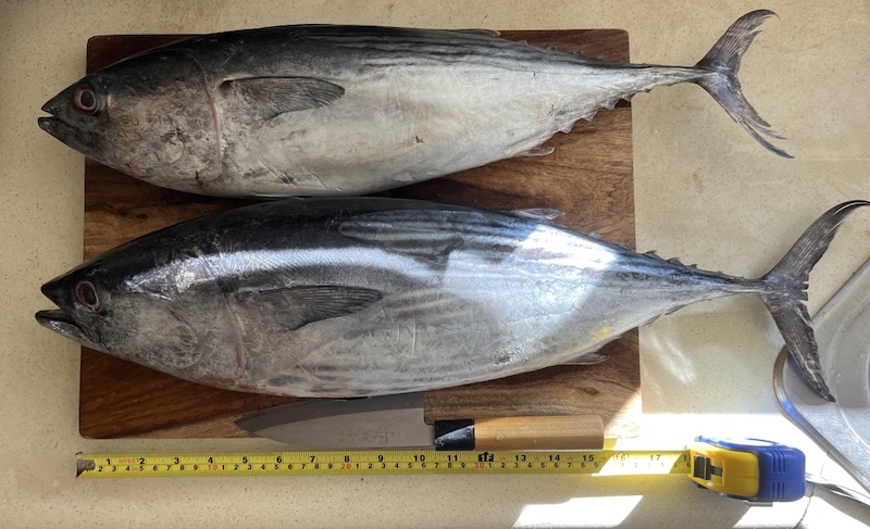 Bonito カツオ, H Mart, USA