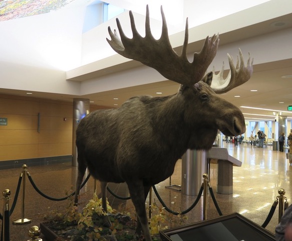 Anchorage Airport アンカレッジ空港　ムース