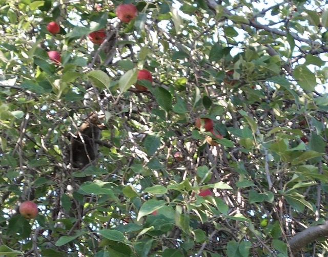アメリカの野生のりんご