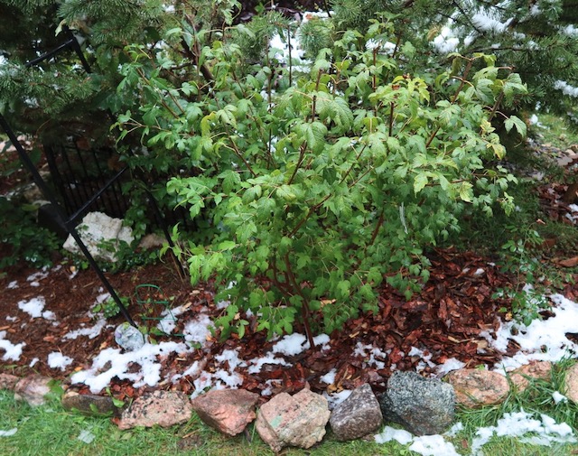 アメリカで植樹 Amur Maple カラコギカエデ 紅葉