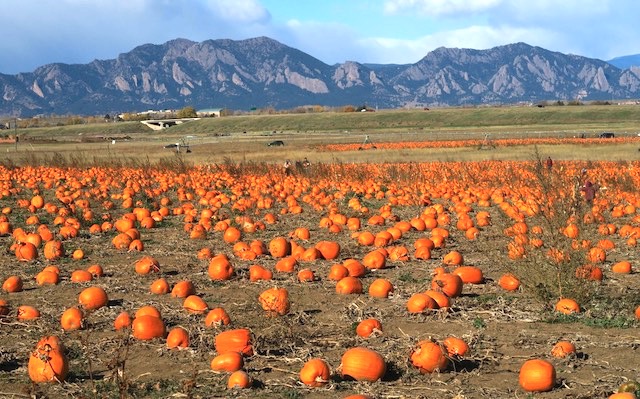 ハロウィン用のかぼちゃ畑