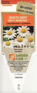 Shasta Daisy