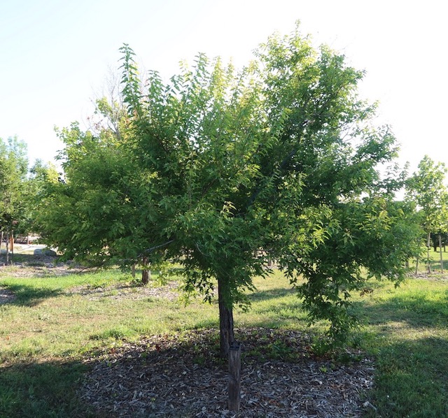 アメリカの木 広葉樹 楓 カエデ Amur Maple