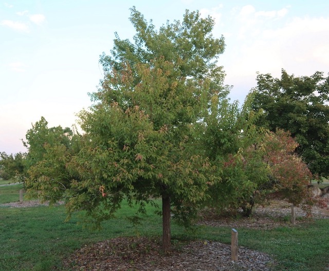 Amur Maple カラコギカエデ アメリカの木