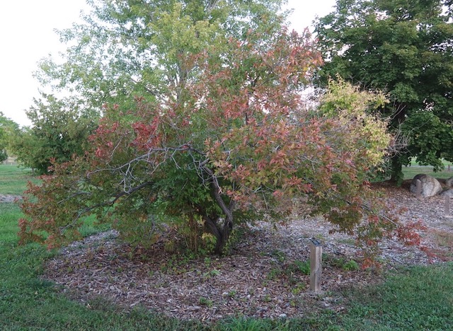 Amur Maple カラコギカエデ アメリカの木