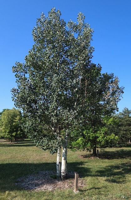 アメリカの木 広葉樹 アスペン ヤマナラシ ポプラ   Aspen