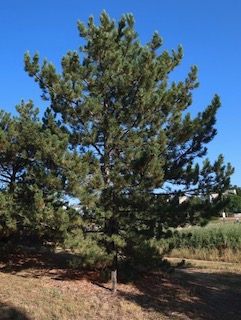 アメリカの木 針葉樹 Austrian Pine