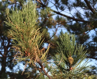 アメリカの木 針葉樹 Austrian Pine