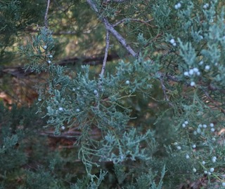 アメリカの木 針葉樹 Eastern Red Cedar