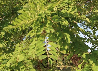 アメリカの木 広葉樹 ニセアカシア Frisia Golden Locust