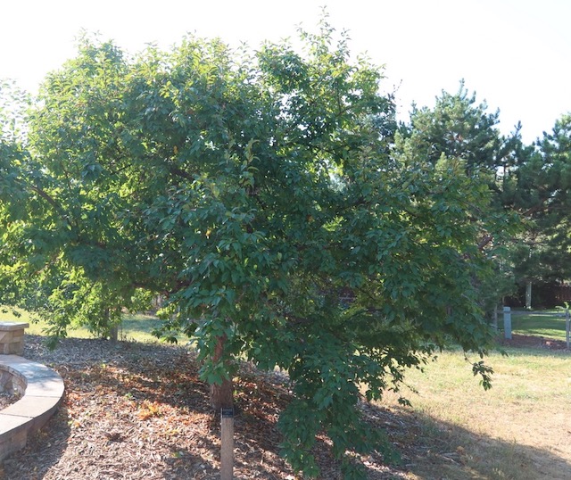 アメリカの木 広葉樹 野生リンゴ Guinevere Crabapple