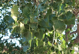 アメリカの木 広葉樹 ヒロハハコヤナギ  Jeronimus Plains Cottonwood