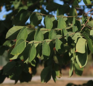 アメリカの木 広葉樹 ケンタッキーコーヒーノキ Kentucky Coffeetree