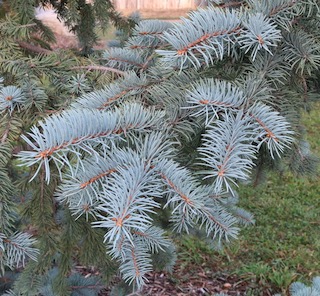 アメリカの木 針葉樹 Kosteri Spruce