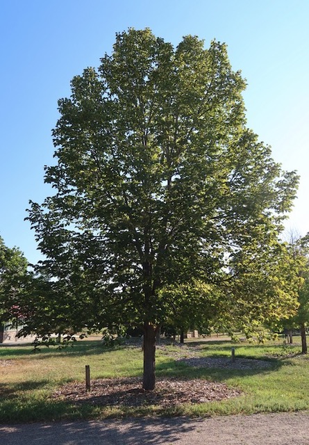 アメリカの木 広葉樹 リンデン ボダイジュ シナノキ Legend Linden