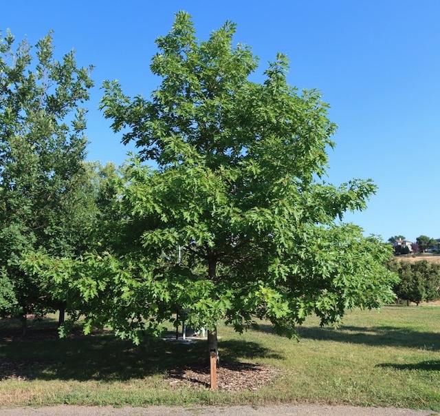 アメリカの木 広葉樹 ナラ カシ Northern Red Oak