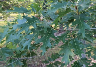 アメリカの木 広葉樹 ナラ カシ Northern Red Oak