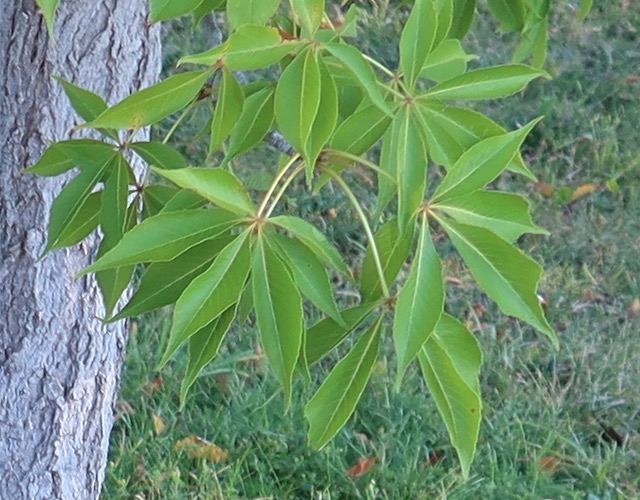 アメリカの木 Ohio Buckeye オハイオトチノキ