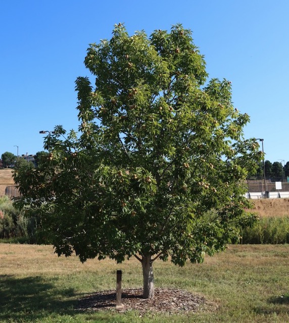 アメリカの木 広葉樹 セイヨウトチノキ Ohio Buckeye