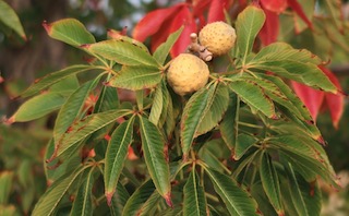 Ohio Buckeye 葉の色 オハイオトチノキ