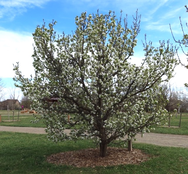 Prairie Gem Pear ナシ アメリカの木