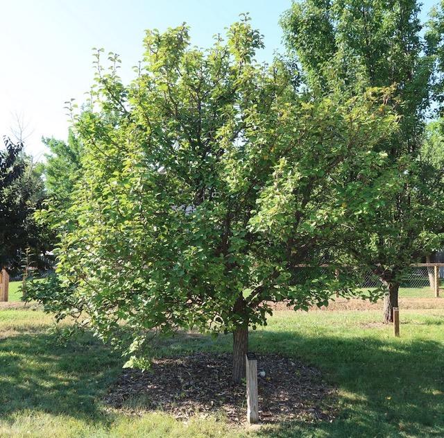 アメリカの木 広葉樹 ナシ Prairie Gem Pear