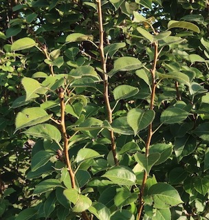 アメリカの木 広葉樹 ナシ Prairie Gem Pear