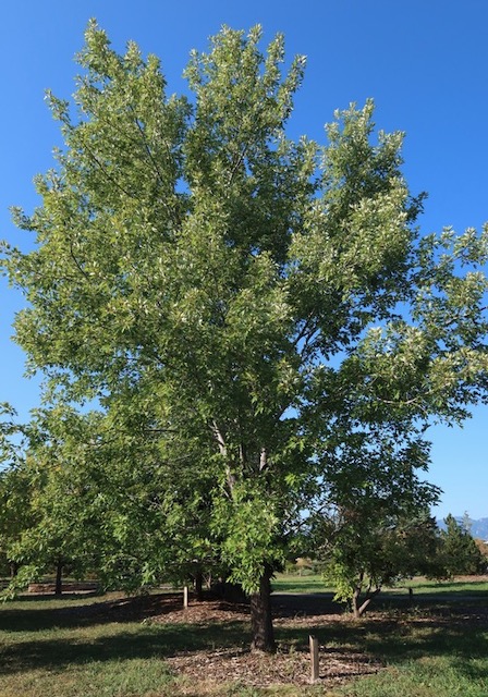 アメリカの木 広葉樹 楓 カエデ Silver Maple