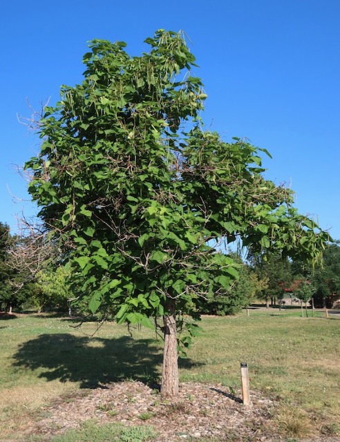アメリカの木 広葉樹 キササゲ Western Catalpa