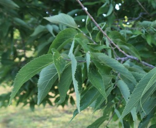 アメリカの木 広葉樹 Estern Hackberry エノキ