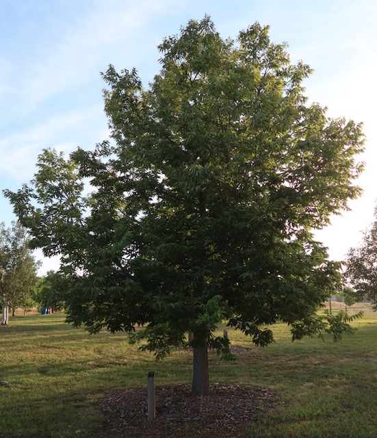 アメリカの木 広葉樹 Estern Hackberry　エノキ