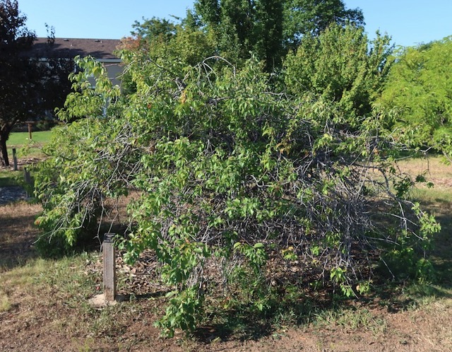American Plum スモモの木 -アメリカの木
