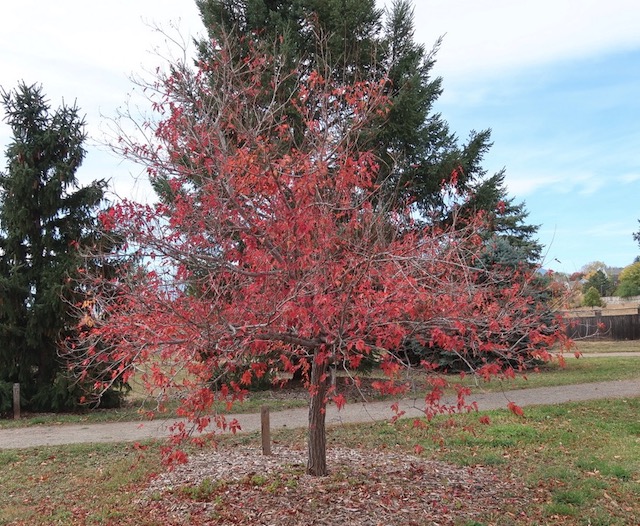 Amur Maple メープル -アメリカの木