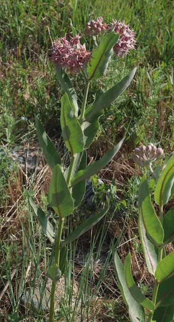 asclepias speciosa showy milkweed アメリカの植物　 Plantnet で識別
