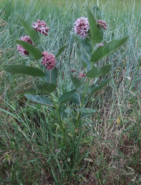 asclepias speciosa showy milkweed アメリカの植物　 Plantnet で識別