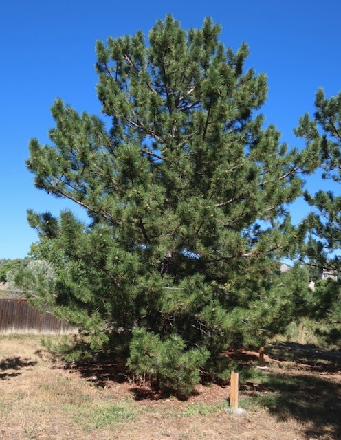 Pine 松  Austrian pine -アメリカの木