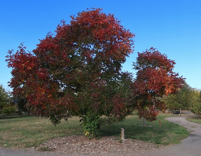 Ash  トネリコ autumn purple ash -アメリカの木