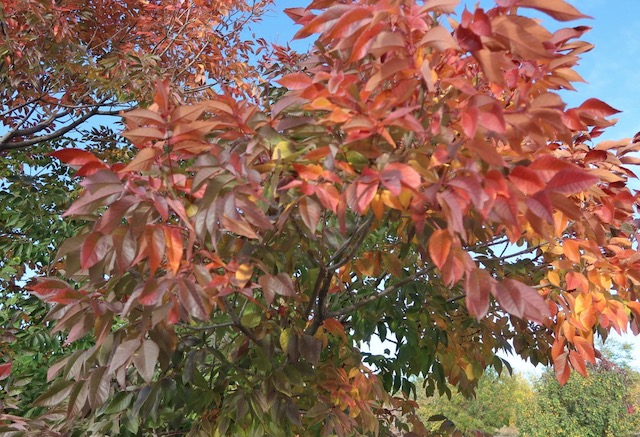 Ash  トネリコ autumn purple ash -アメリカの木