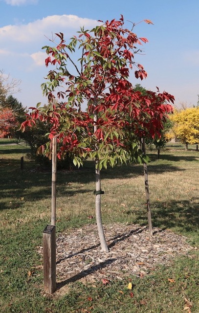 Autumn Splendor Buckeye トチの木 -アメリカの木