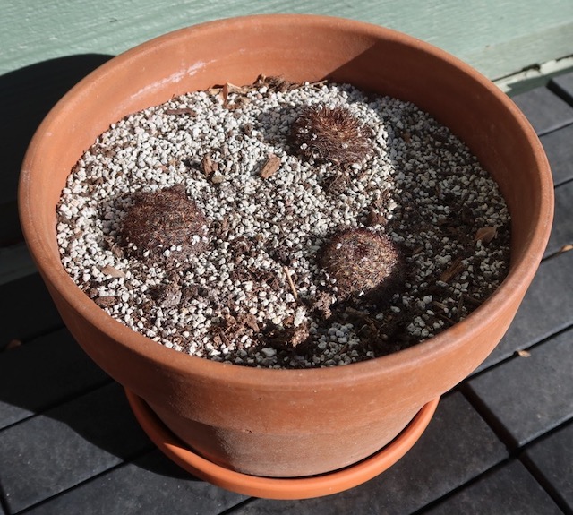 コロラドのサボテン barrel Cactus Pediocactus Simpsonii Etsy