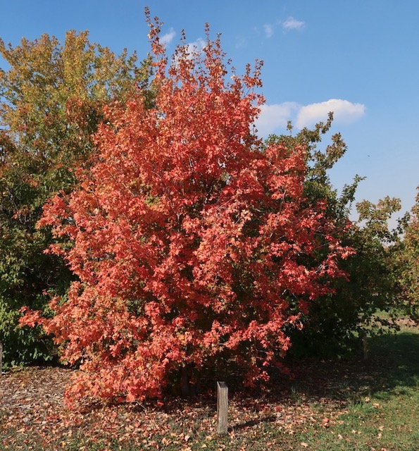 Bigtooth  Maple メープル -アメリカの木
